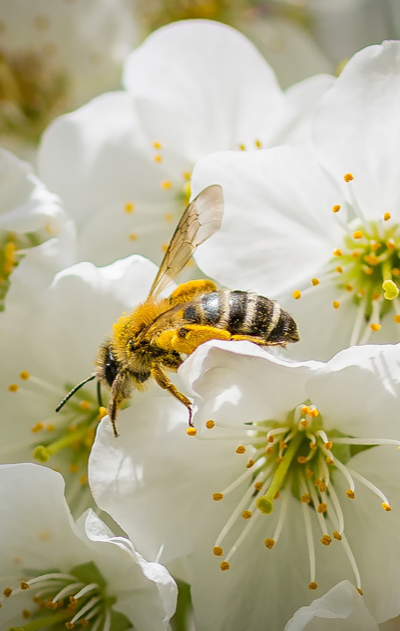 Beautiful picture showing a bee working.